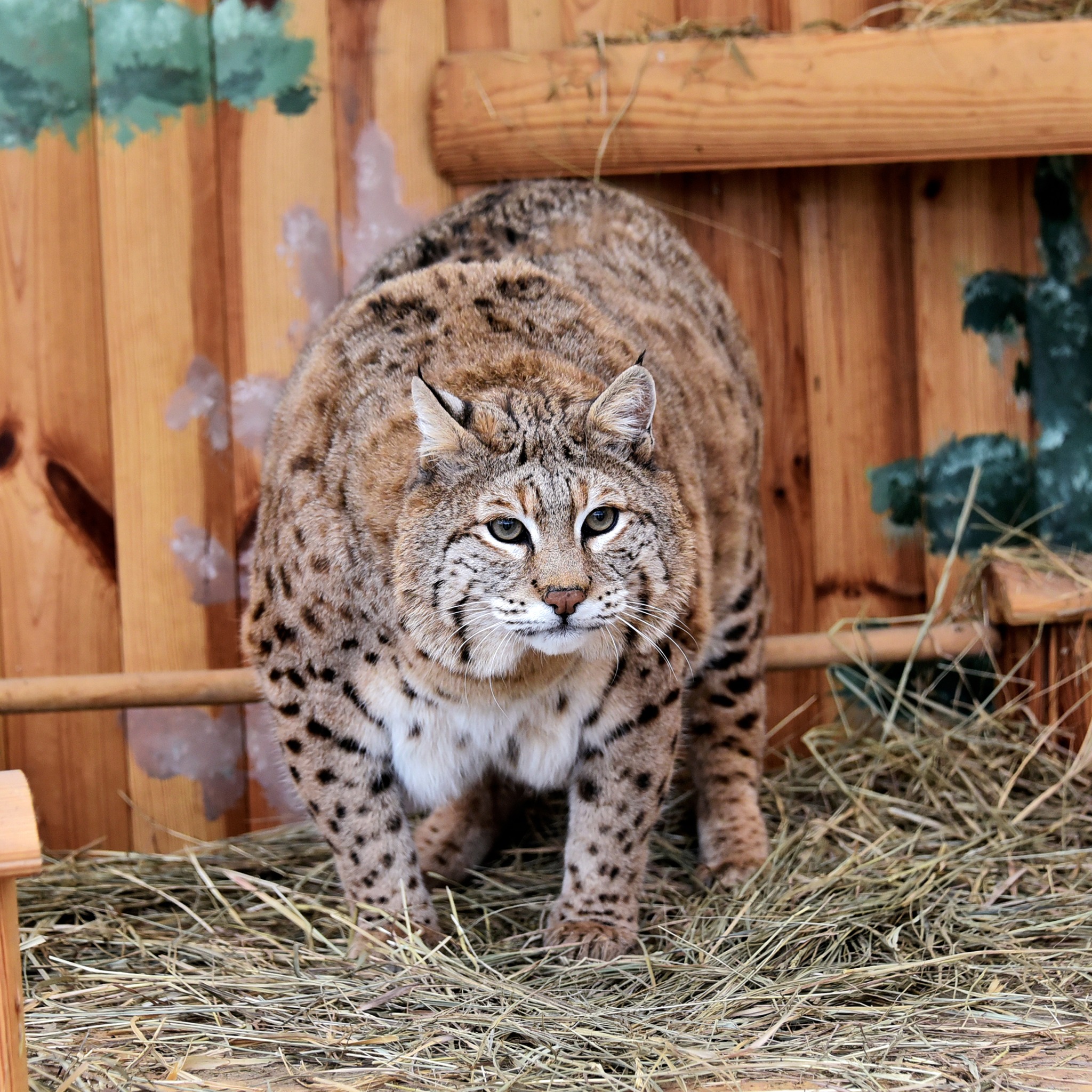 «Рись-круасанчик»  