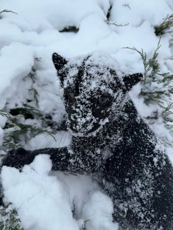 Перший сніг Гери