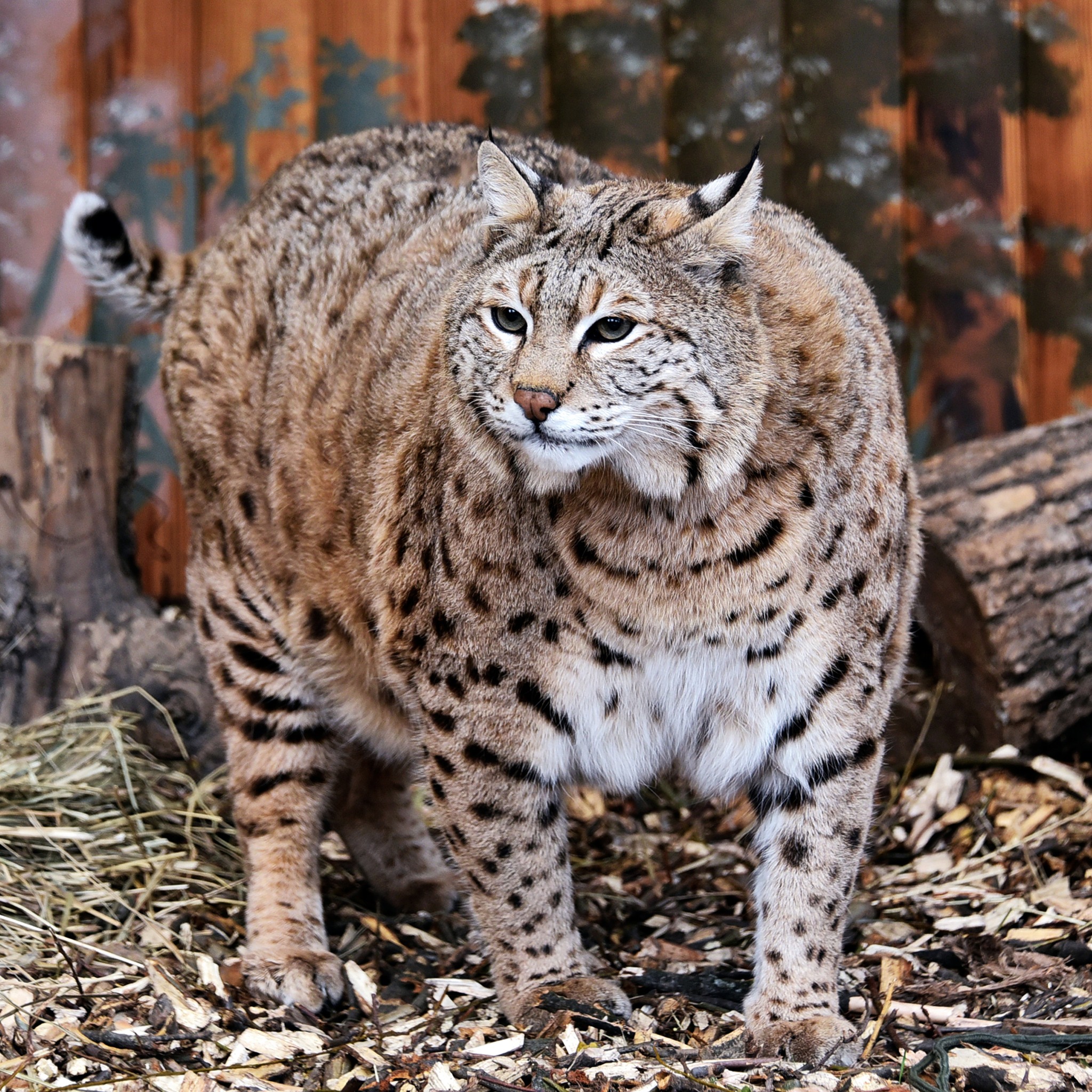 Рись Степан не встиг скинути зайву вагу до весни