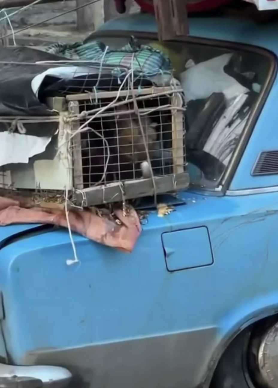 Клітка з птахами на багажнику авто