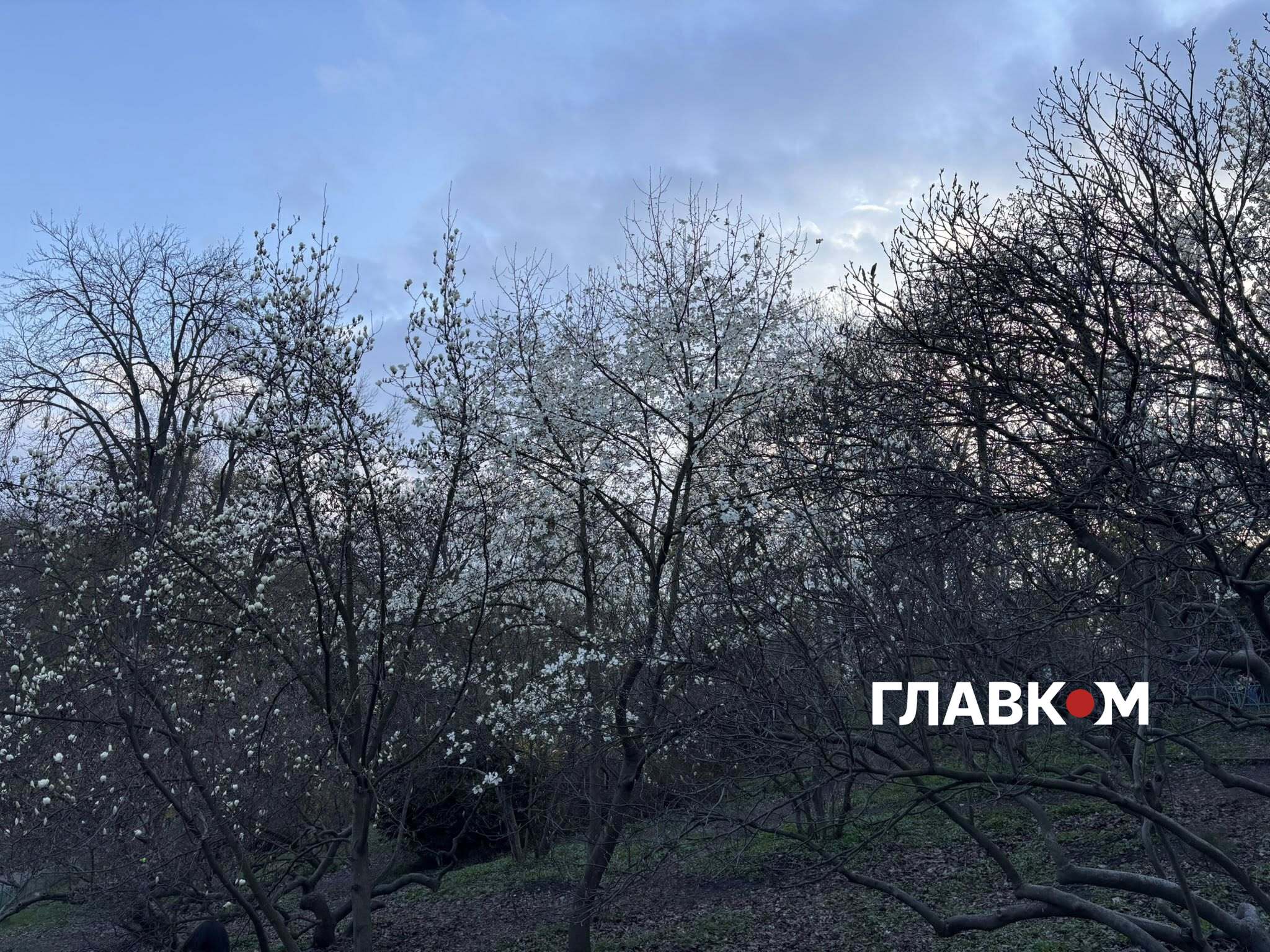 Масове цвітіння ранніх сортів магнолій у ботсаду імені академіка О. В. Фоміна