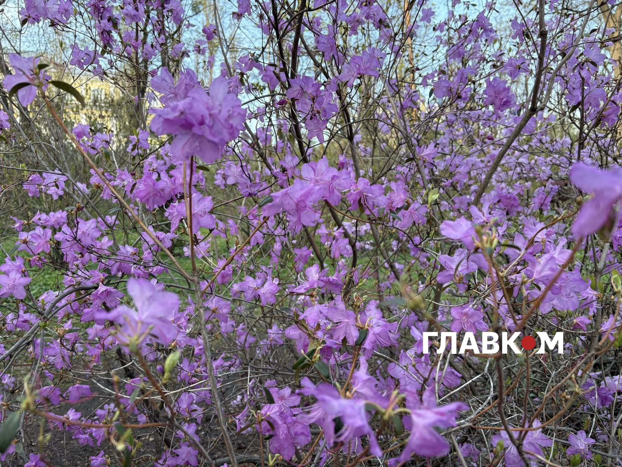 Біля цієї азалії намагаються зробити фото ледь не усі відвідувачі саду