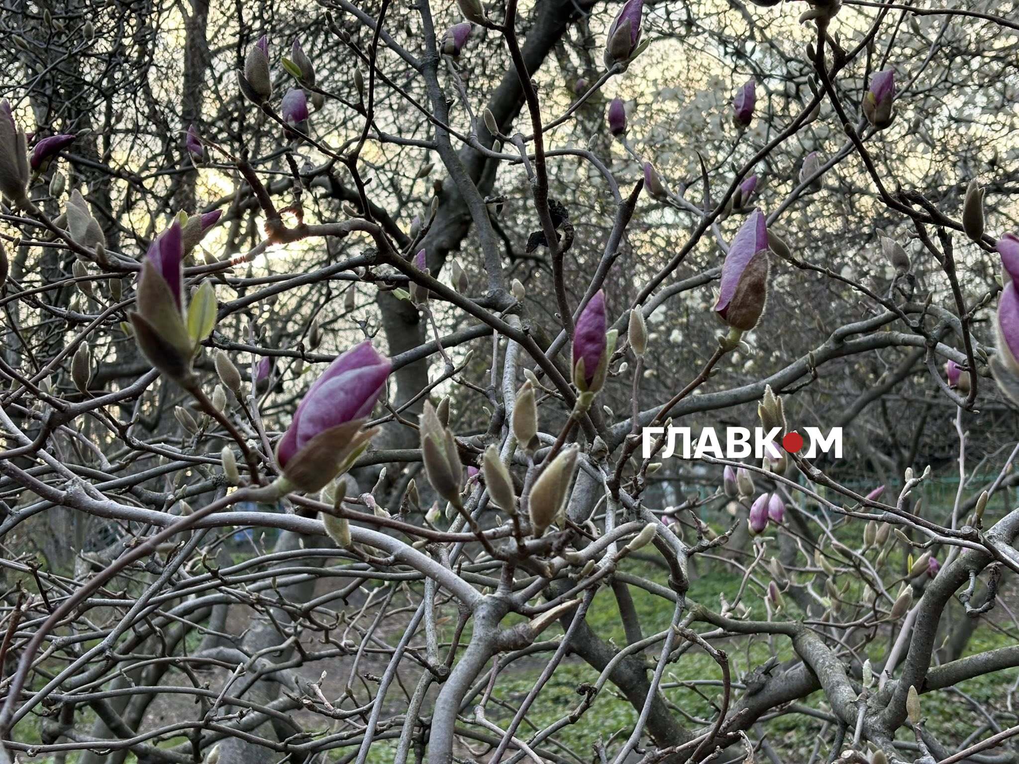 Магнолія на старті цвітіння