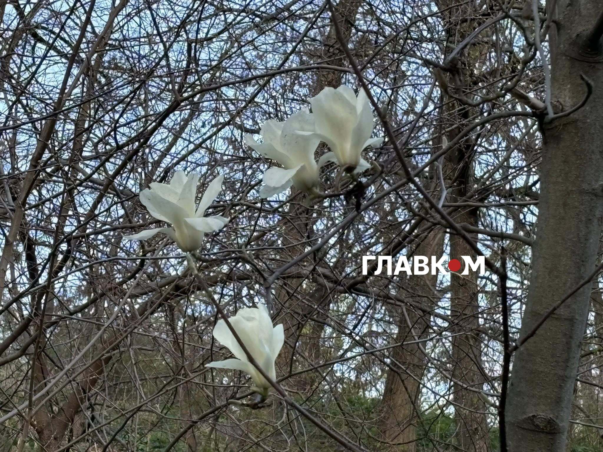 Білі магнолії розквітають одні з найперших