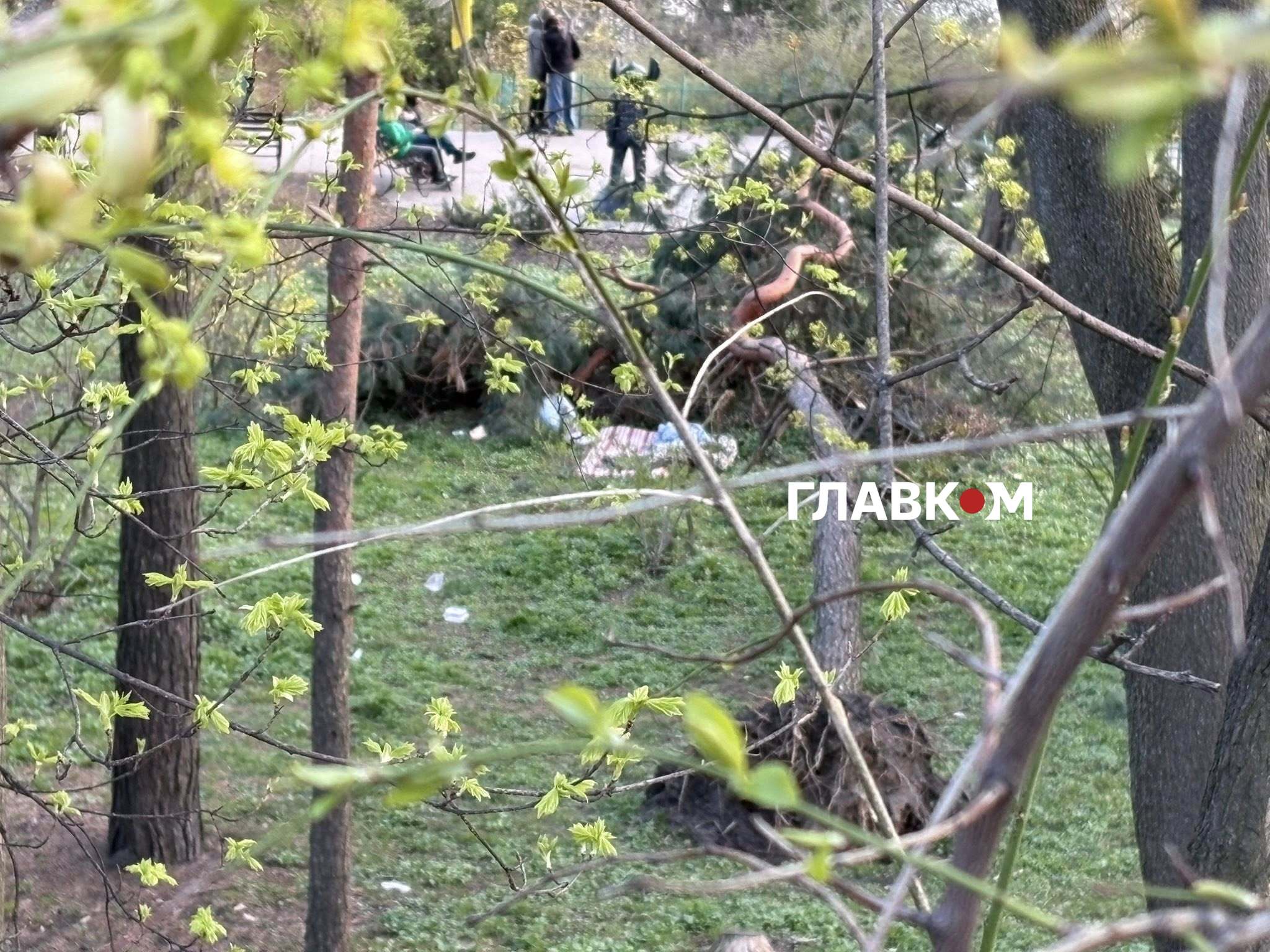 Вирване з корінням хвойне дерево і старий матрац під ним