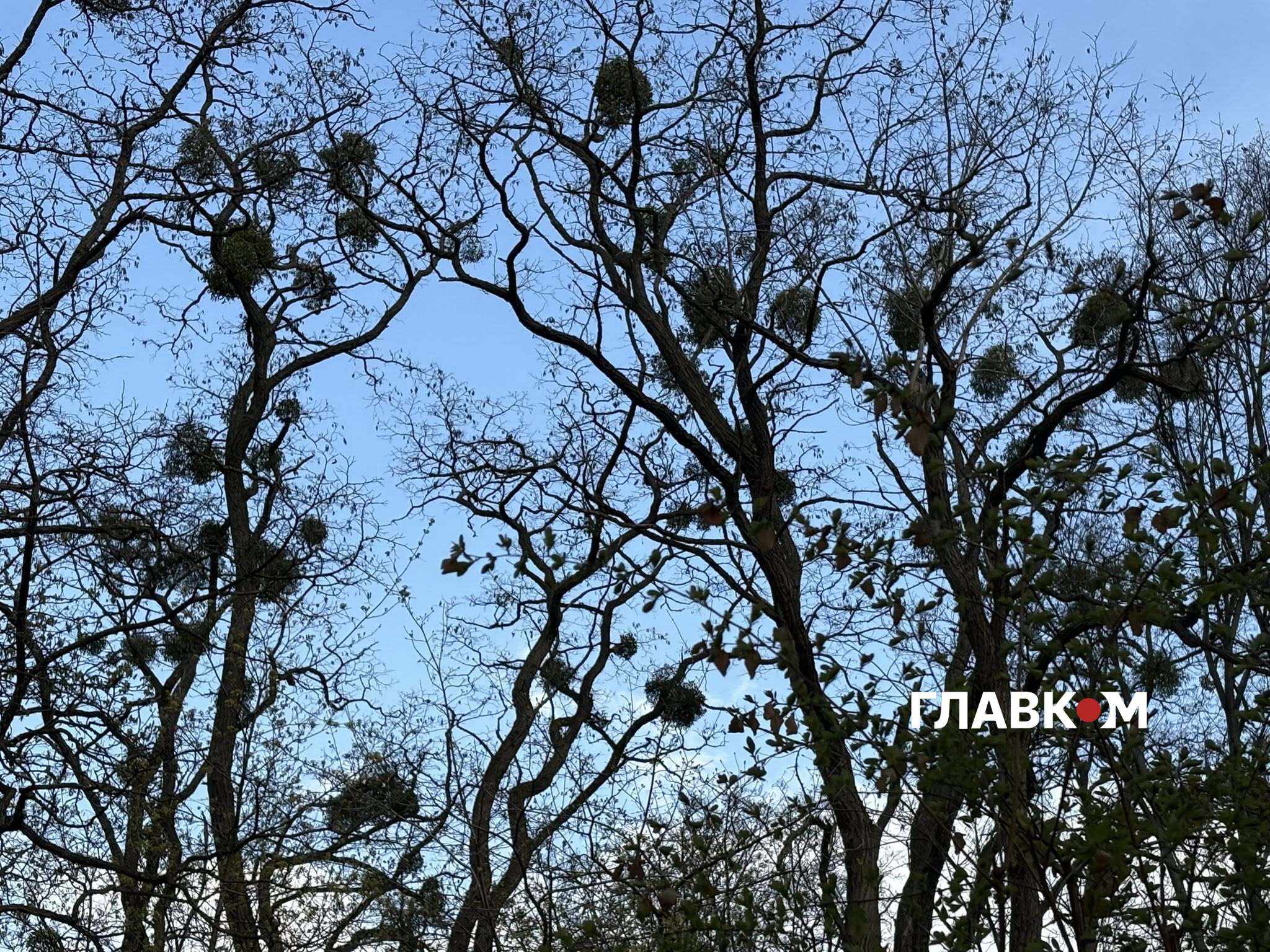 Омела на деревах ботсаду