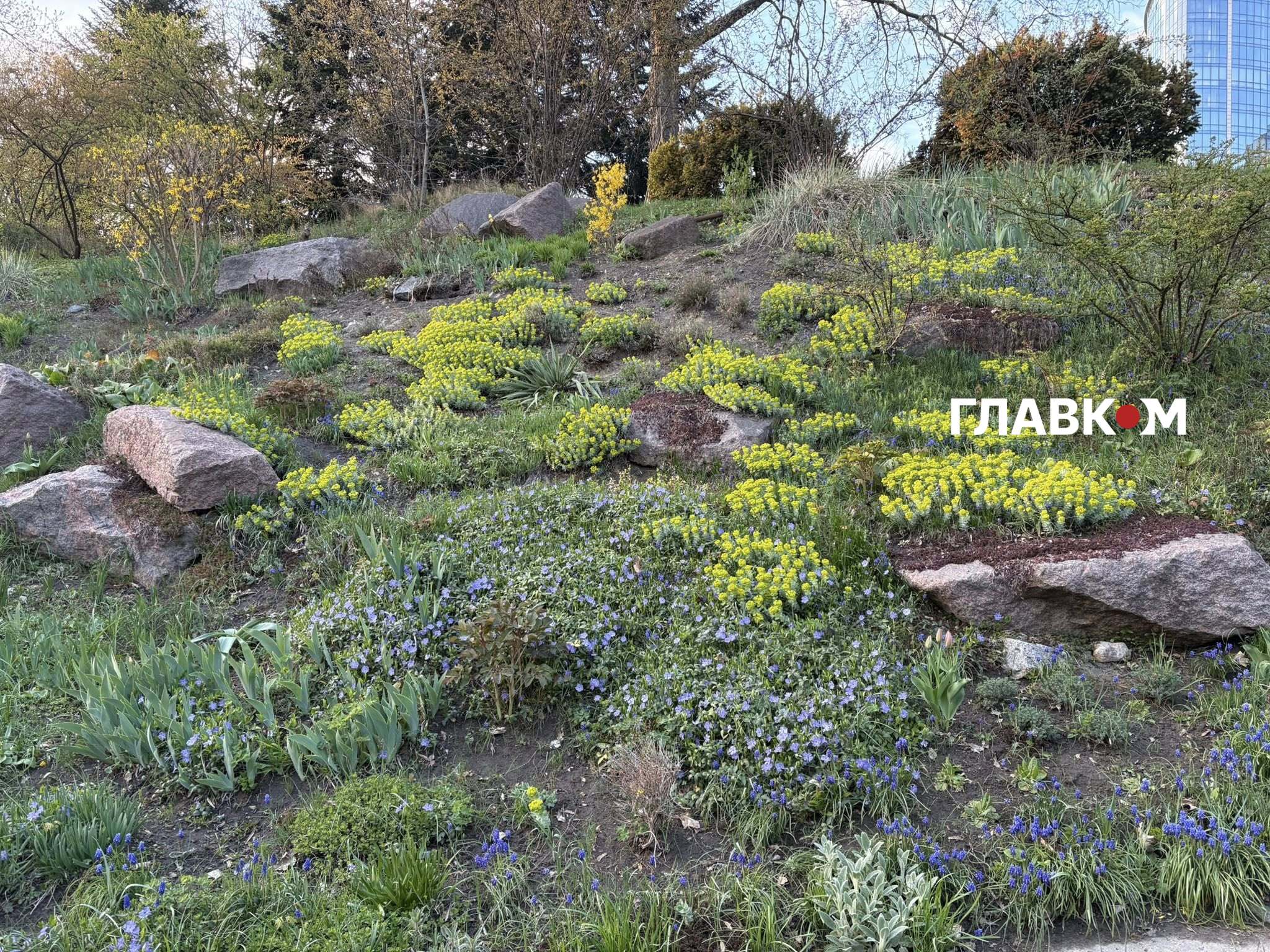 На гірці квітують барвінок і мускарі