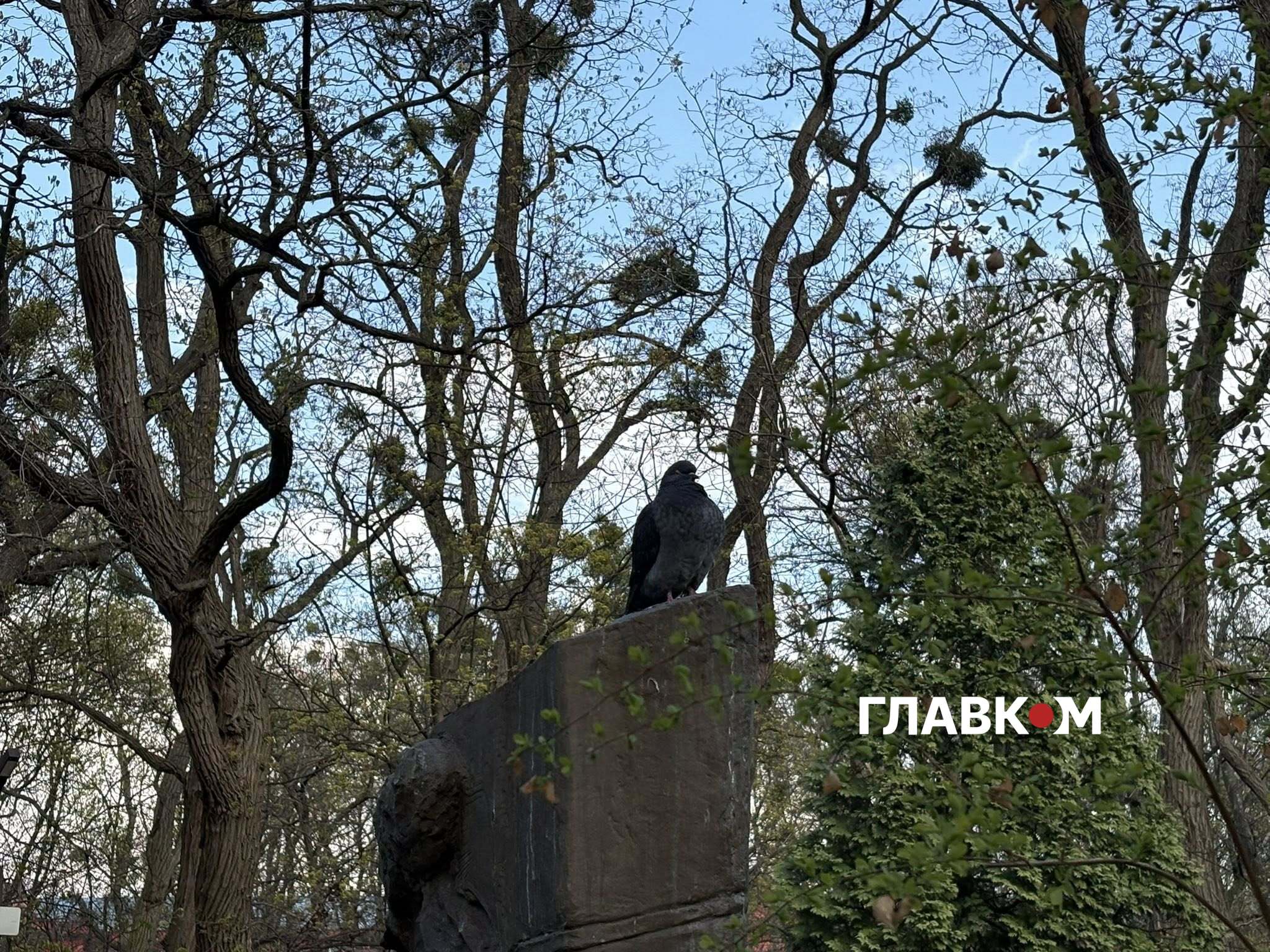 Самотній птах майже не реагує на оточуючих