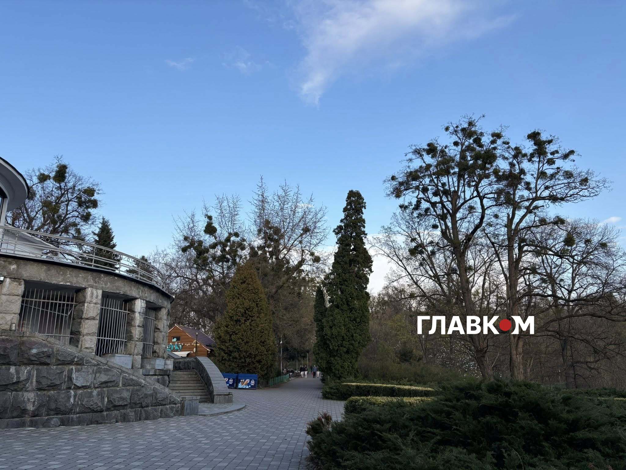 Омела на деревах біля центрального входу у ботанічний сад