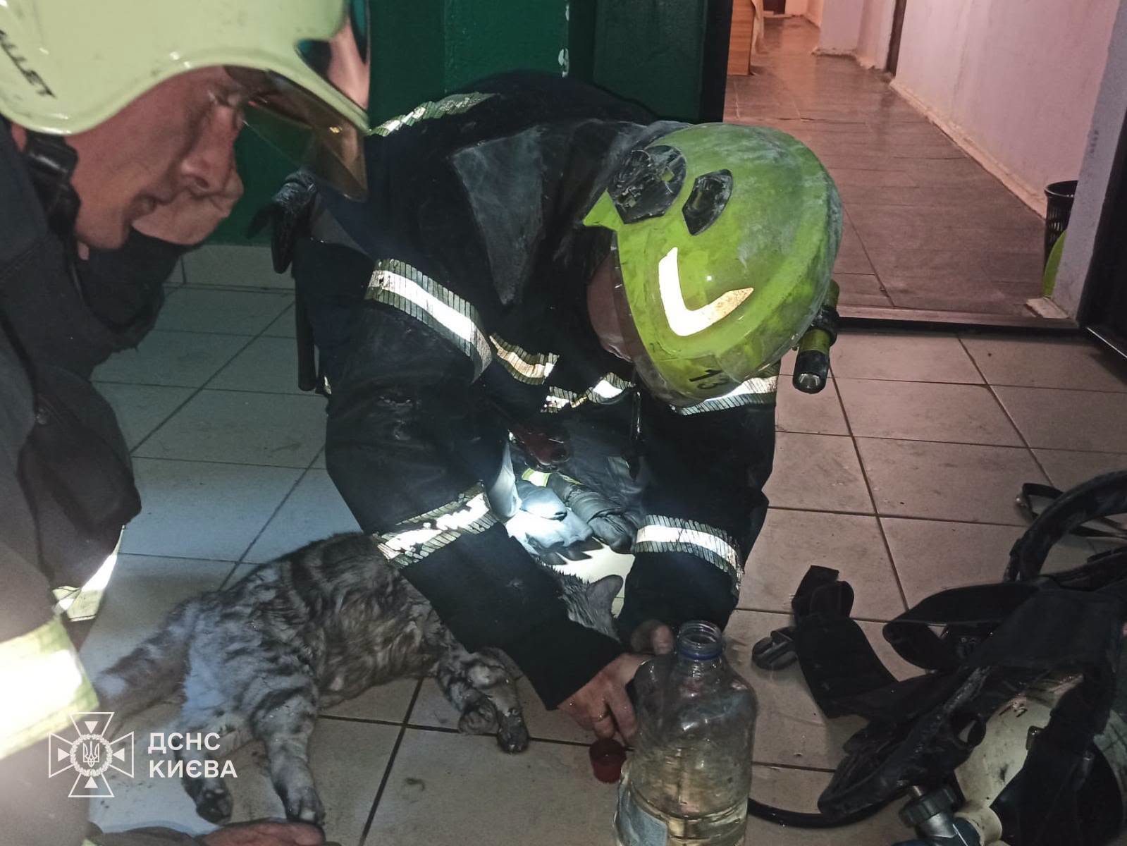 Рятувальники знайшли під час пожежі в квартирі кота