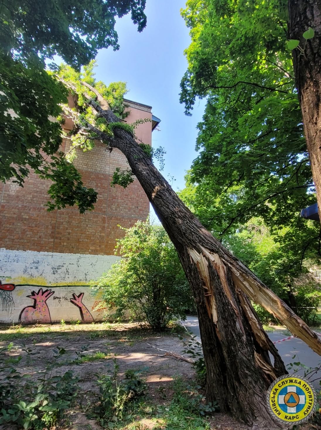 Зламане дерево на вулиці Михайла Донця похилилося на торець будинку