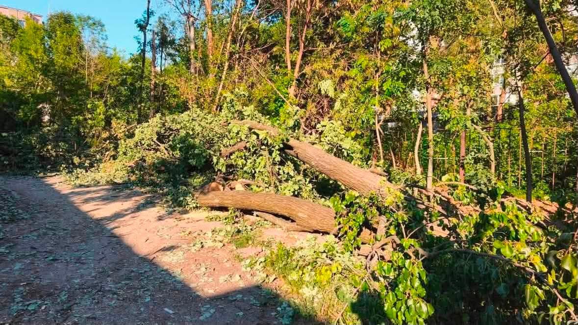 Вирубка дерев у Голосіївському районі