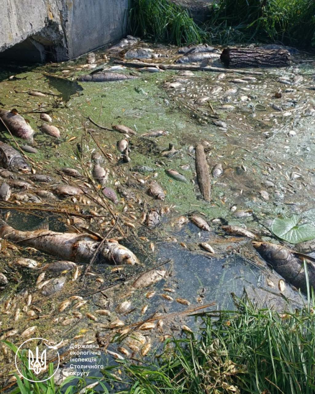 Мертва риба у водоймі
