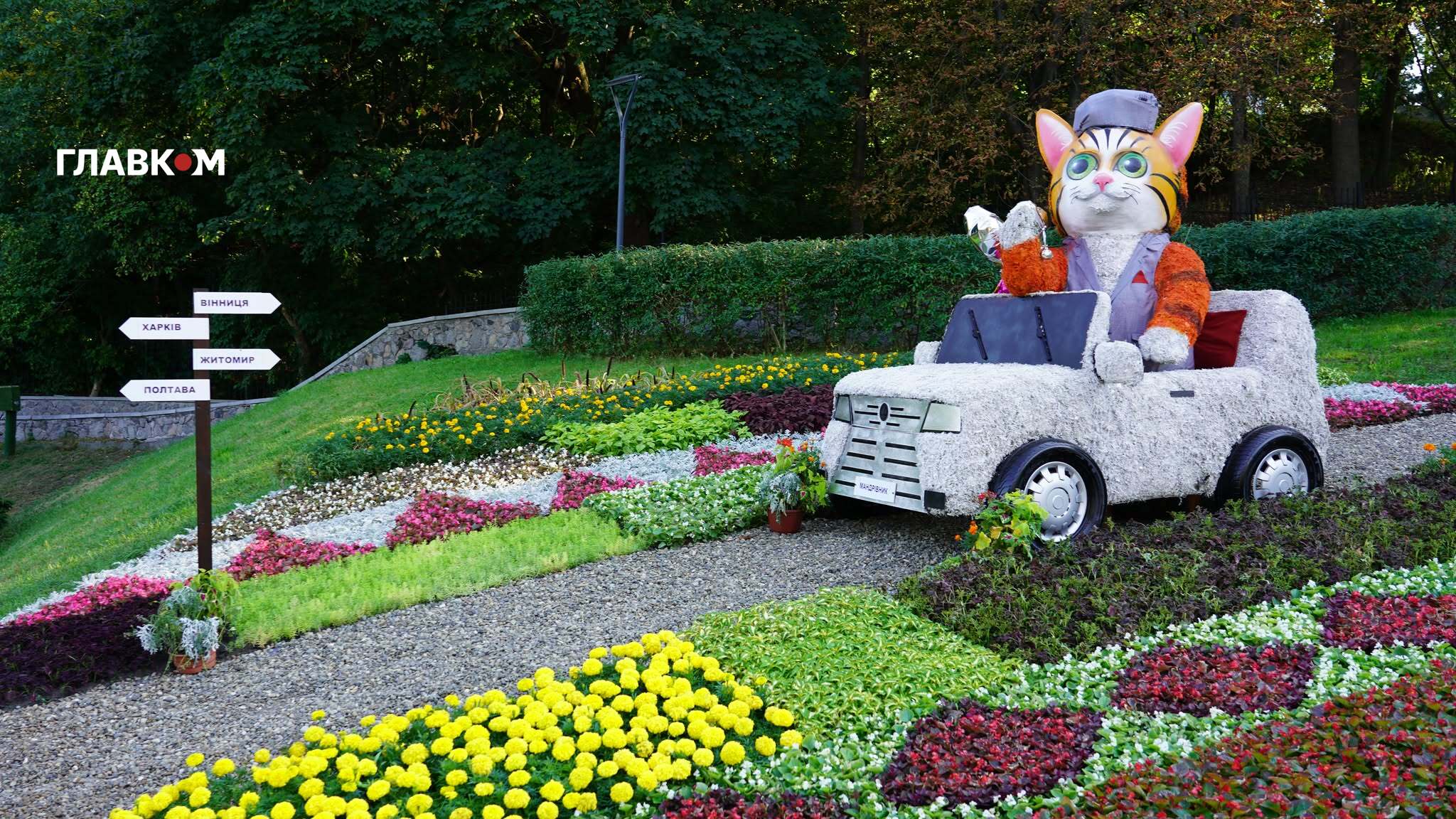 Котик-мандрівник