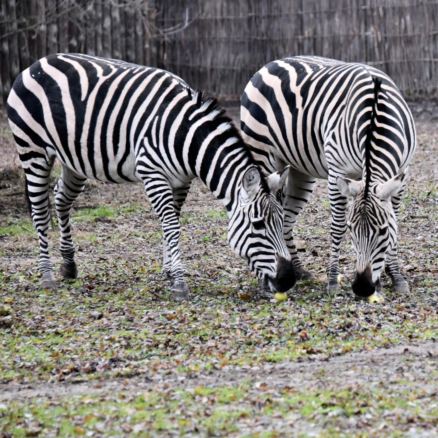 Зебри за яблучним частуванням