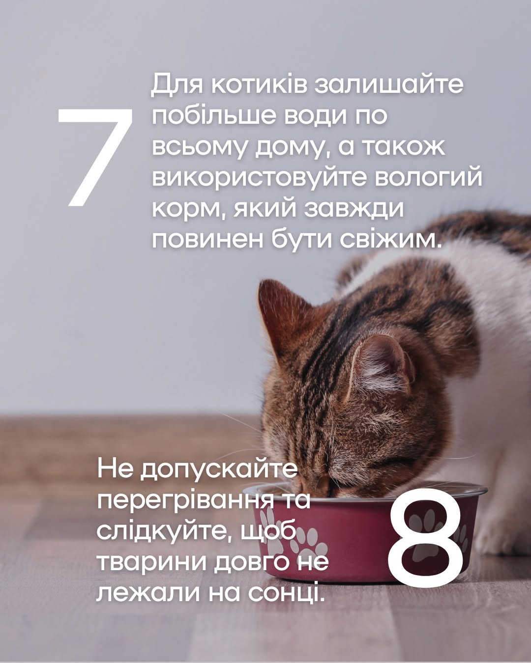 Як уберегти чотирилапих від літньої спеки: важливі поради київських ветеринарів фото 5