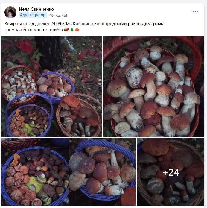 Де шукати гриби на Київщині: локації та правила збору фото 1