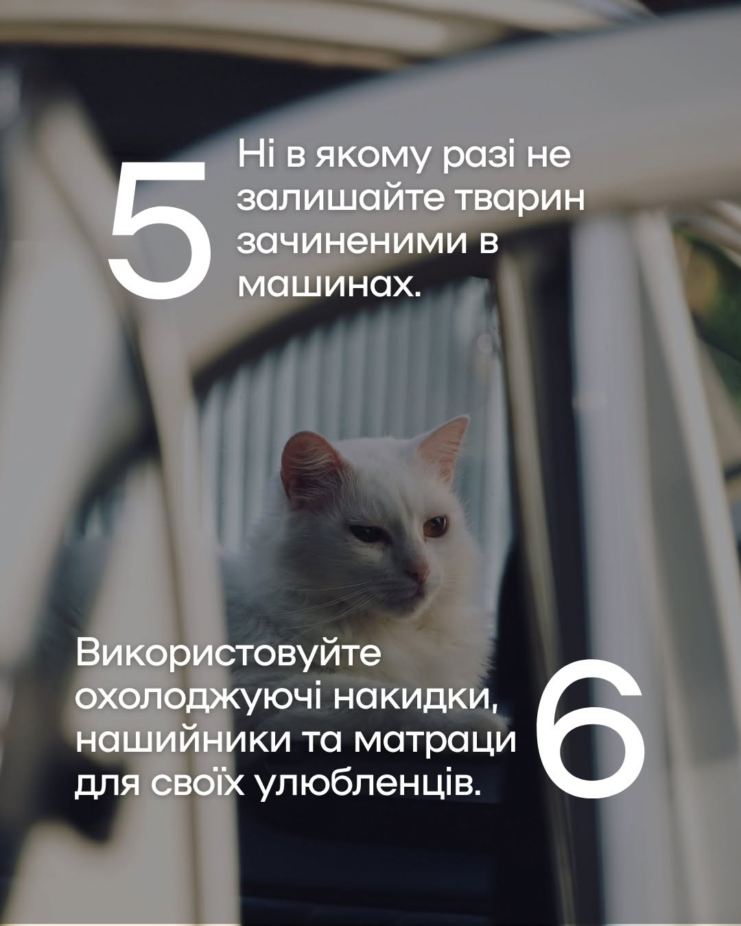 Як уберегти чотирилапих від літньої спеки: важливі поради київських ветеринарів фото 4