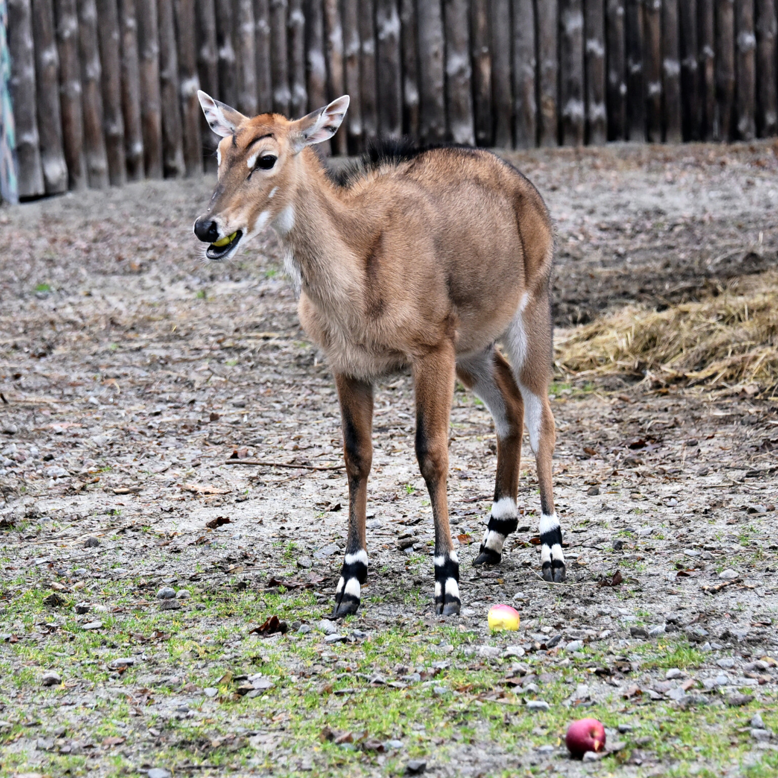 У День святого Миколая у столичному зоопарку відбудуться яблучні частування