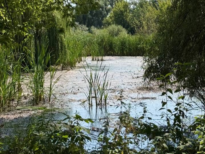 У річці Борщагівка виявлено складне хімічне та органічне забруднення