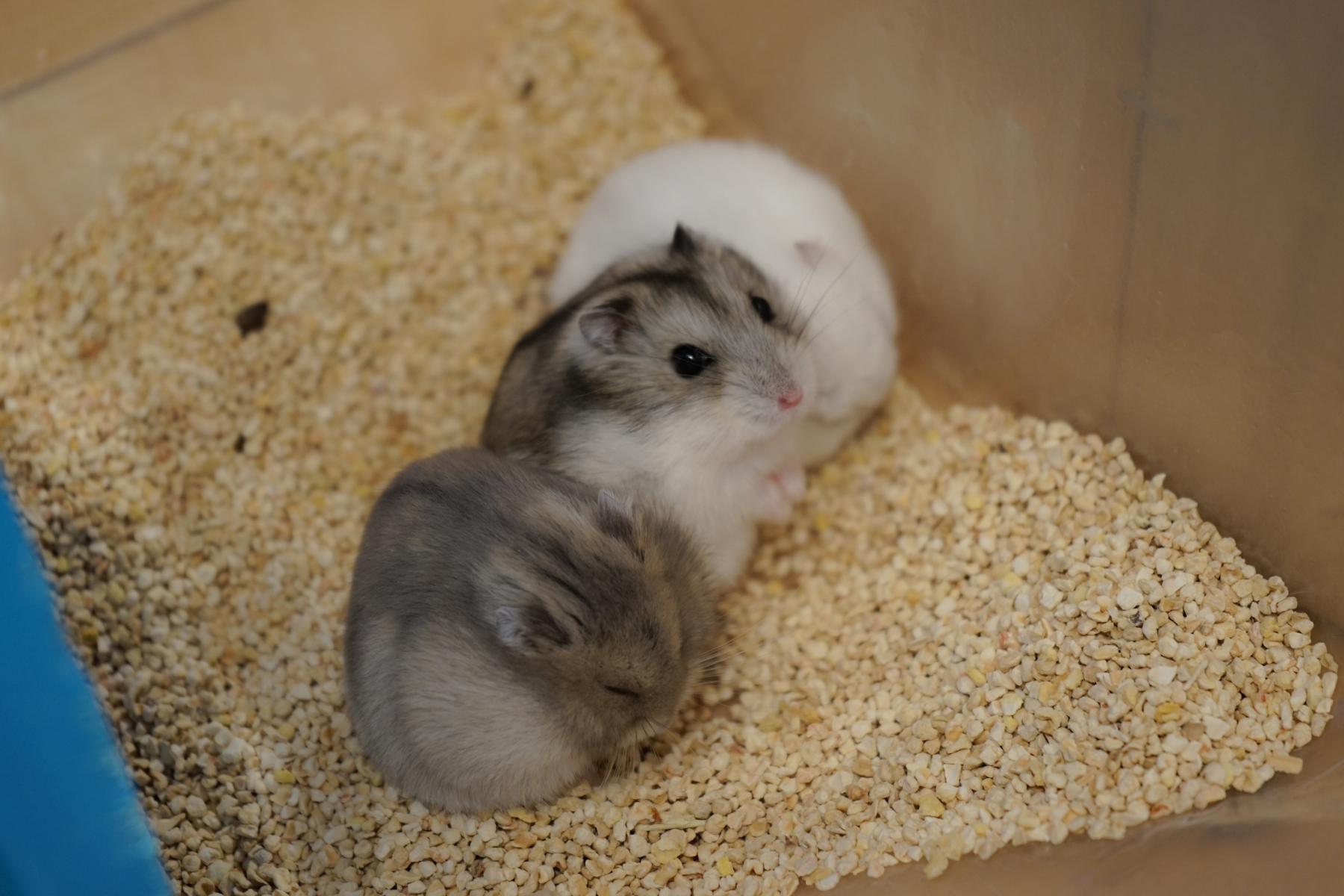 12 квітня: яке сьогодні свято, традиції та заборони фото 3