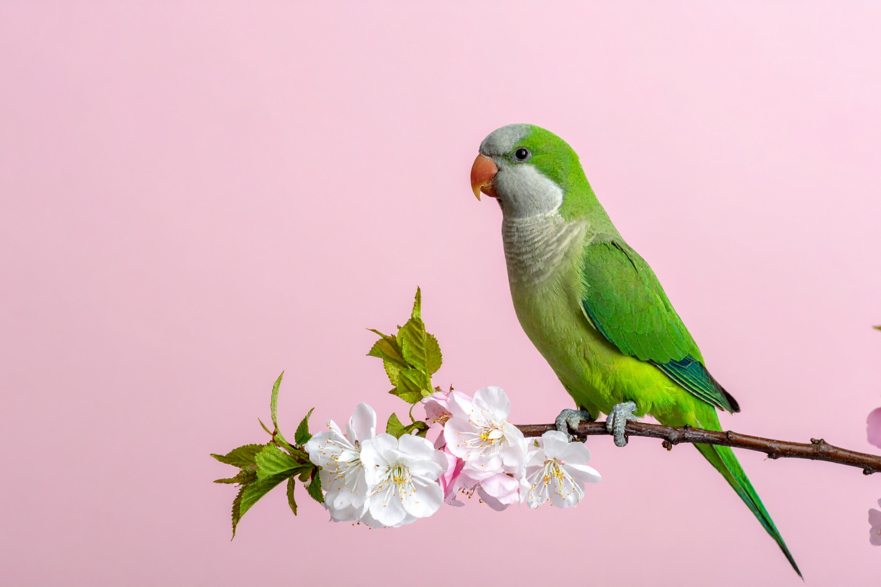 1 квітня: яке сьогодні свято, традиції та заборони фото 2