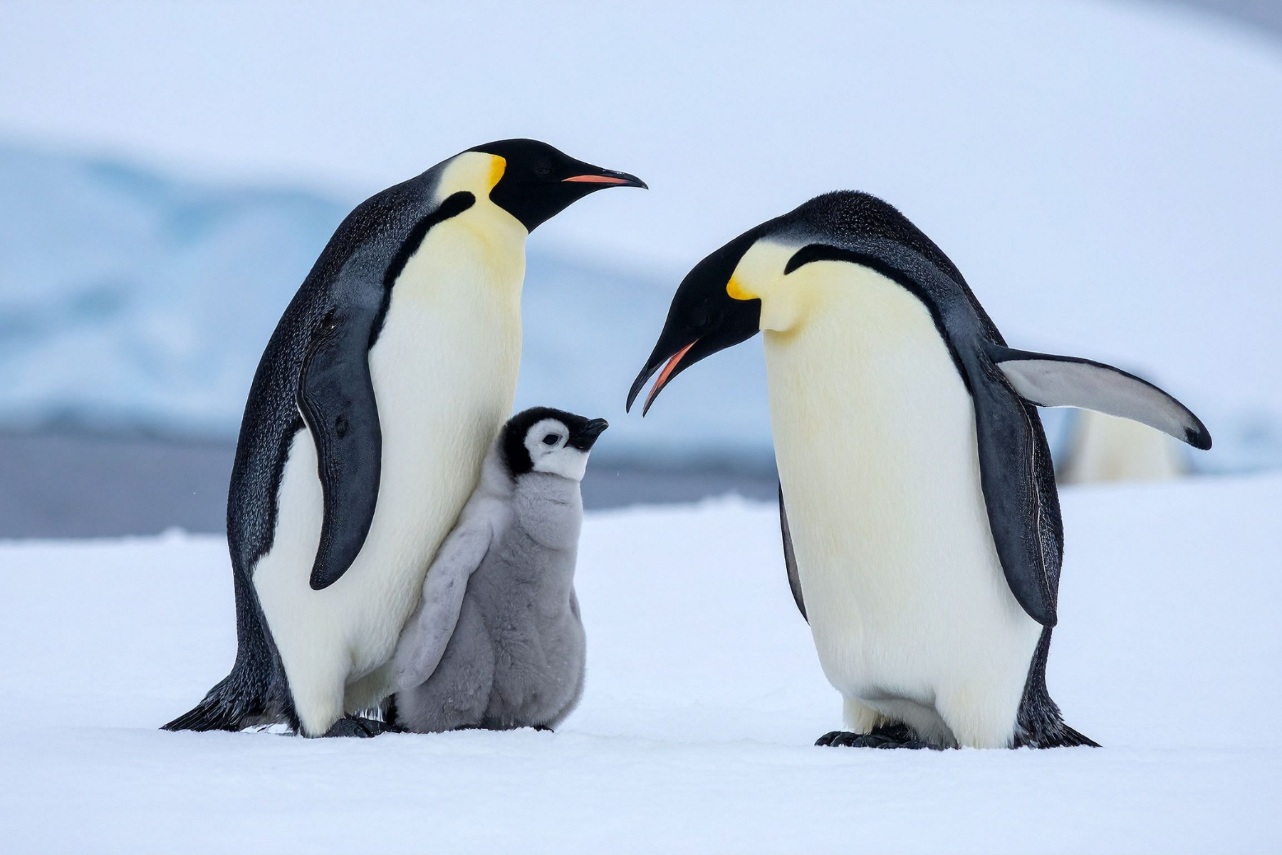 20 січня: який сьогодні день, традиції та заборони фото 2