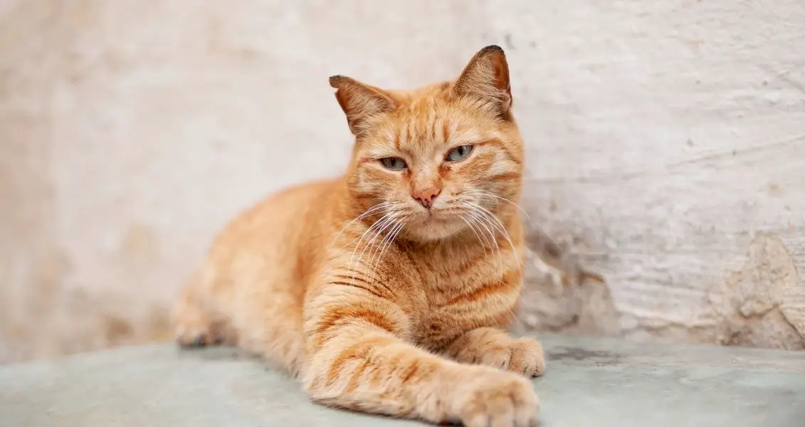 16 серпня: яке сьогодні свято, традиції та заборони фото 5