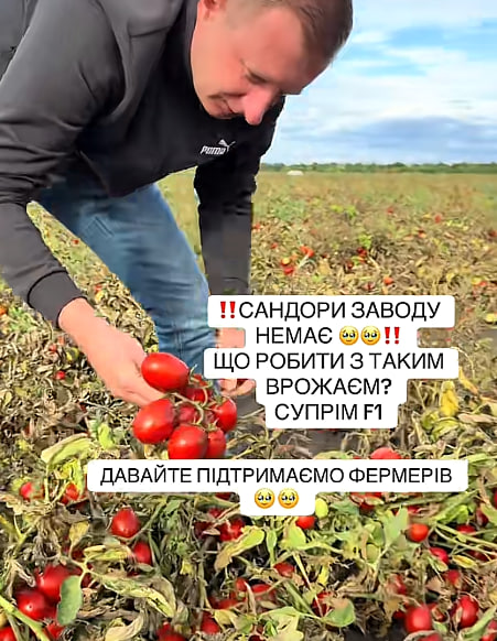 Тонни помідорів гниють у полі: окупанти знищили підприємство, яке приймало врожай фото 1