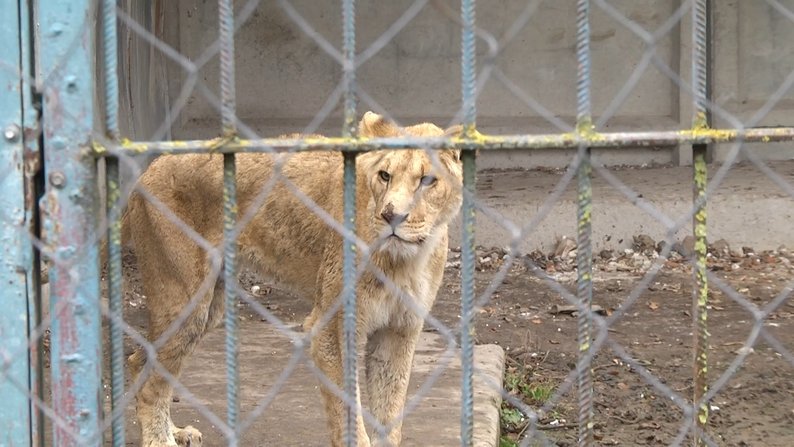 Сімбу та Сіму евакуюють до центру диких тварин