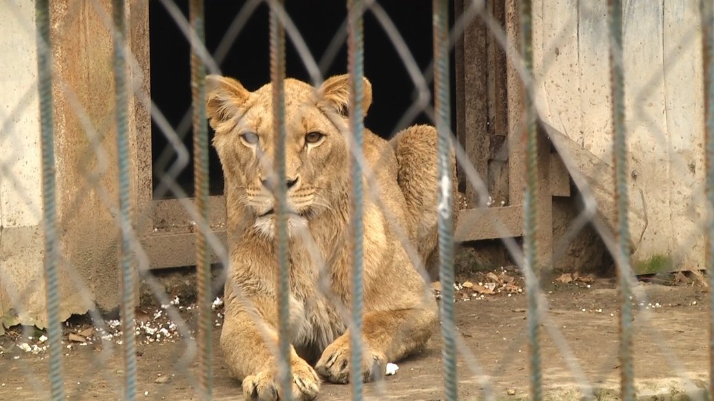 Сімба та Сіма вирушають до центру реабілітації