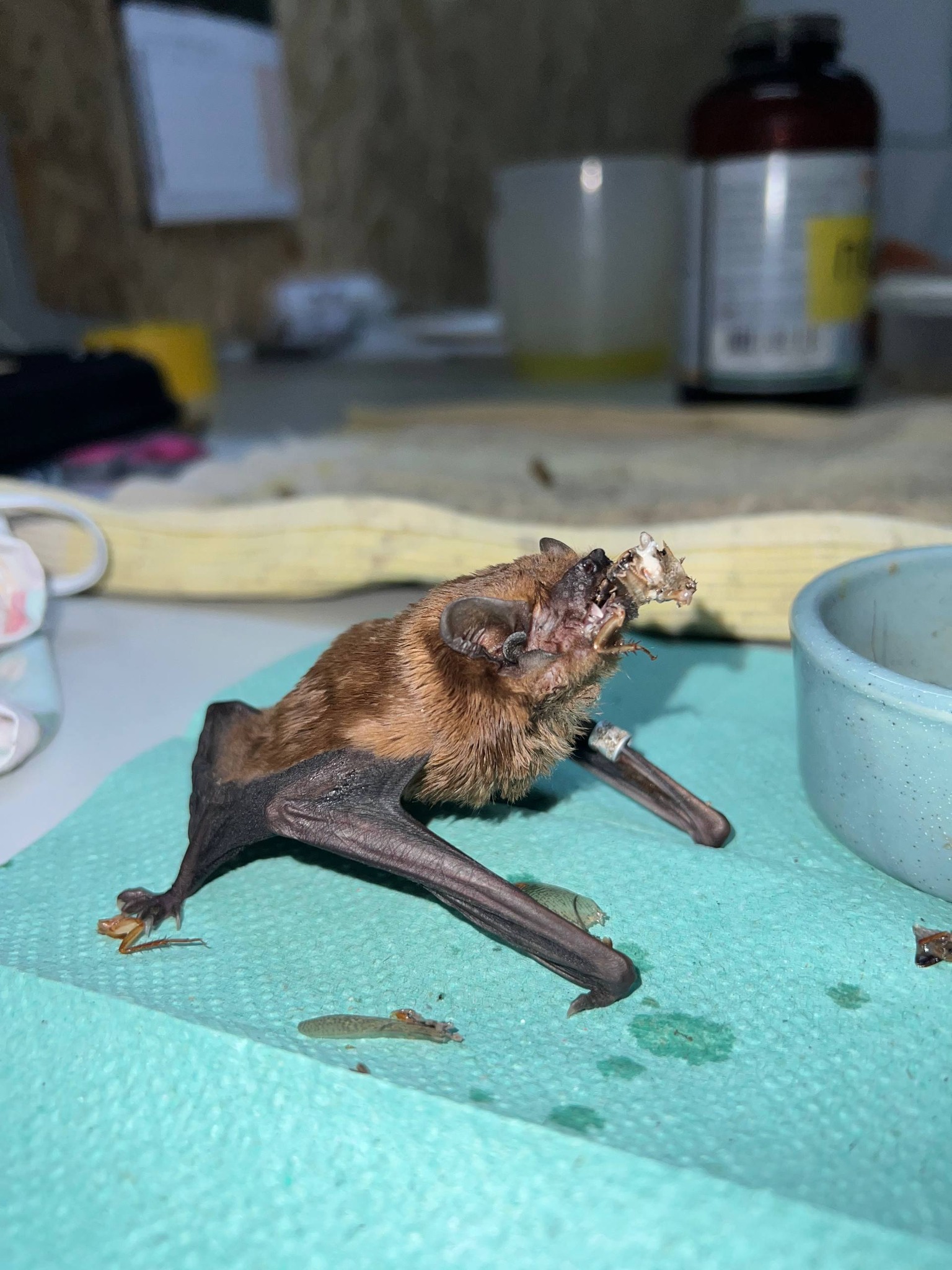 Врятованих кажанів нагодували та надали їм першу допомогу 