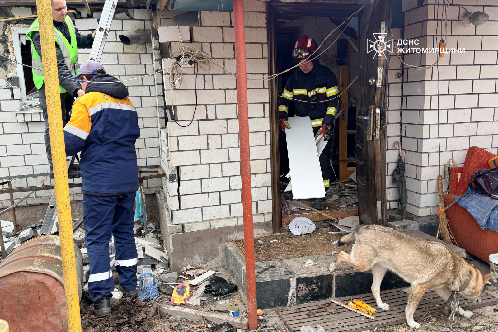 ДСНС розчулила українців кадрами із собакою, який «плаче» посеред руїн свого будинку (відео) фото 1