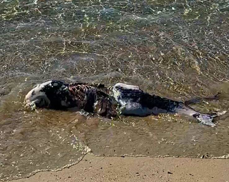 У Чорному морі через війну гинуть дельфіни