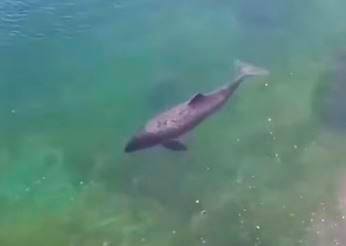 Дельфін у Чорному морі