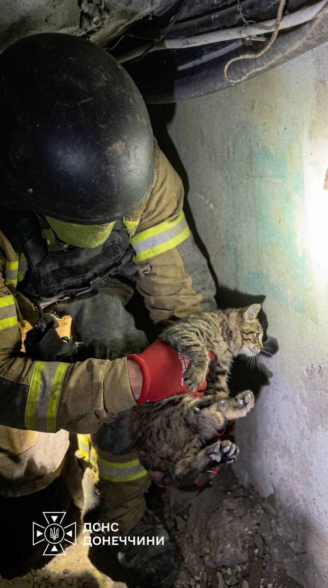 Пʼять днів під завалами. Рятувальники знайшли живого кота серед руїн будинку в Словʼянську (відео) фото 1