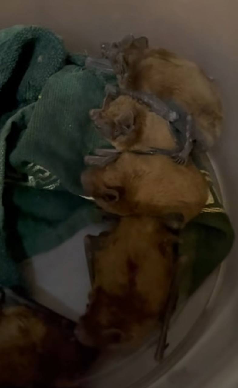 У Харкові врятували кажанів, які зимували у квартирі