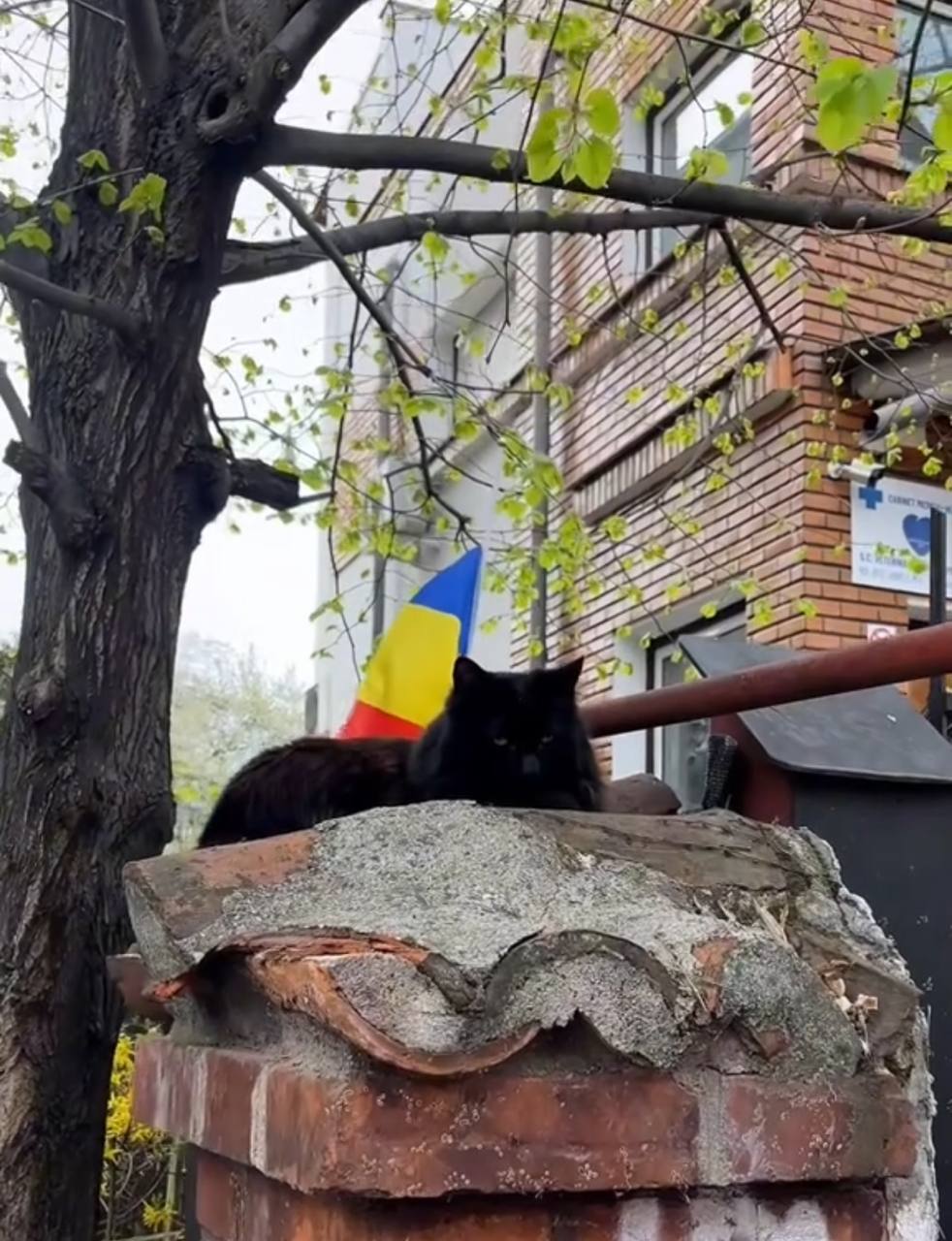 Переїзд до Румунії: емігрантка дала корисні поради для українців фото 3
