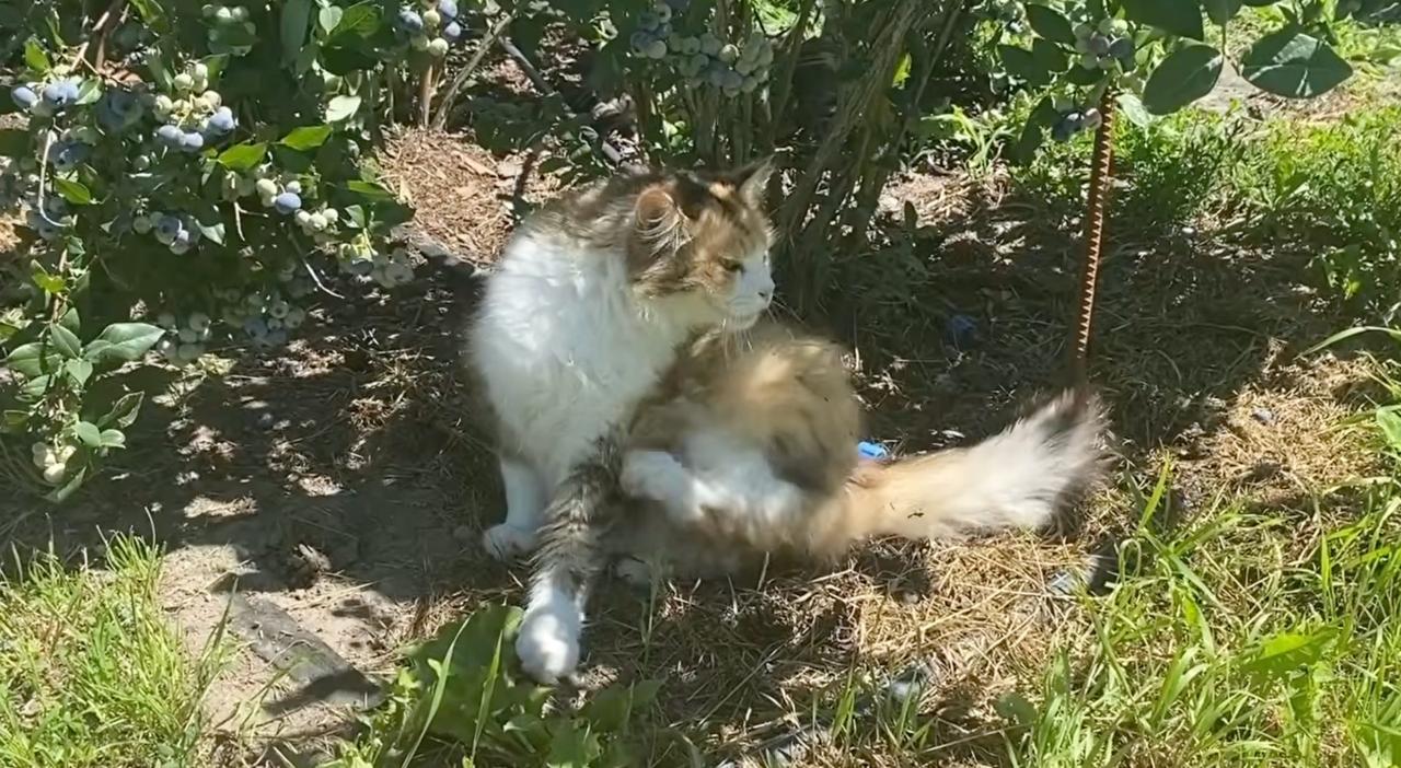 Один з котів Богдана Демірського