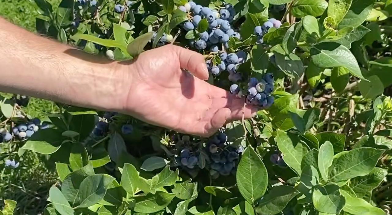Богдан Демірський продає малину та лохину з власного поля