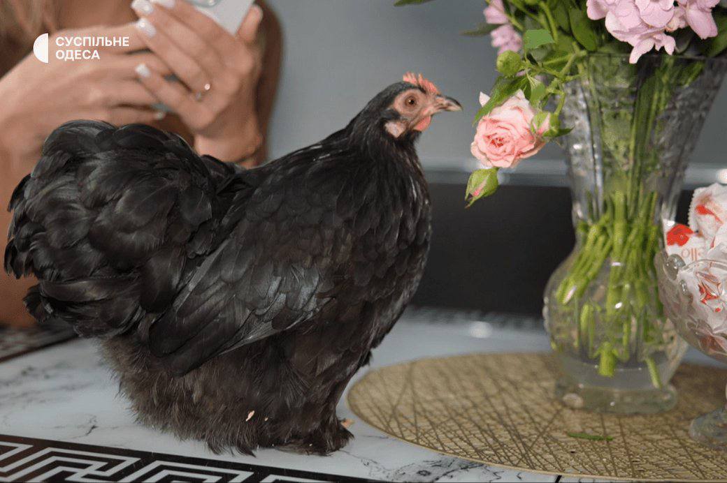 Курка Лариска живе у квартирі в Одесі
