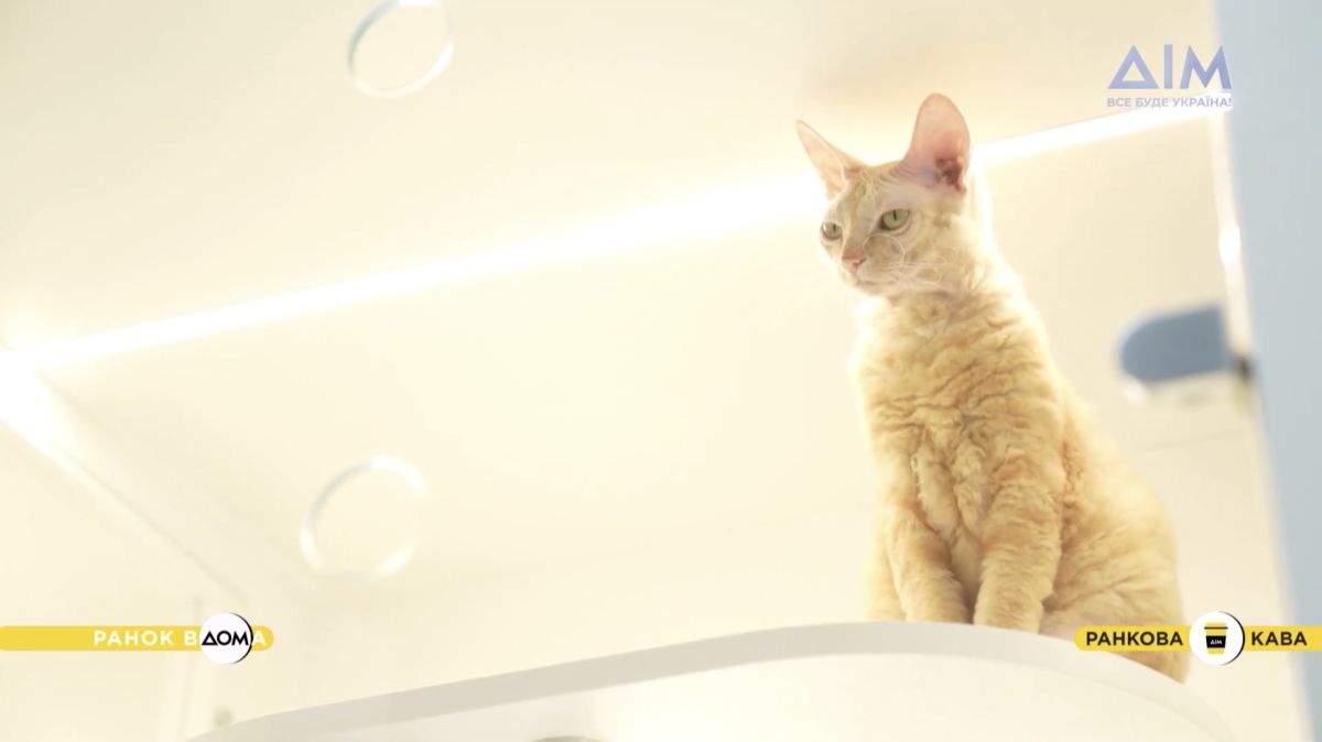 Коти з лейкозом мешкають у закритих боксах