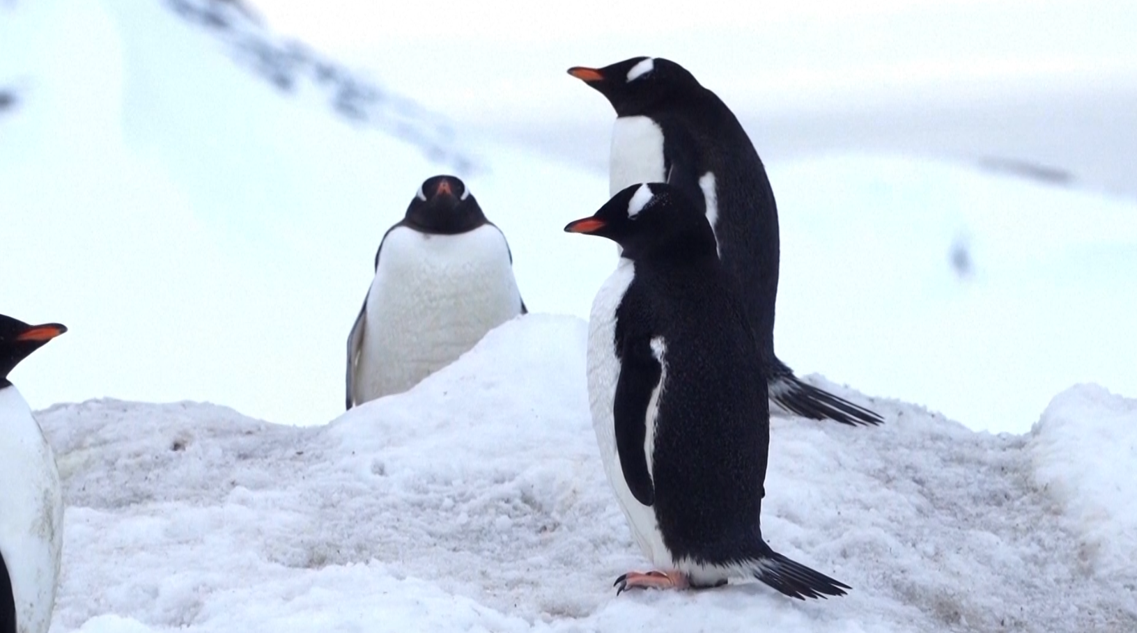 Рідкісне затемнення «вогняне кільце» дослідники спостерігали в Антарктиді фото 4