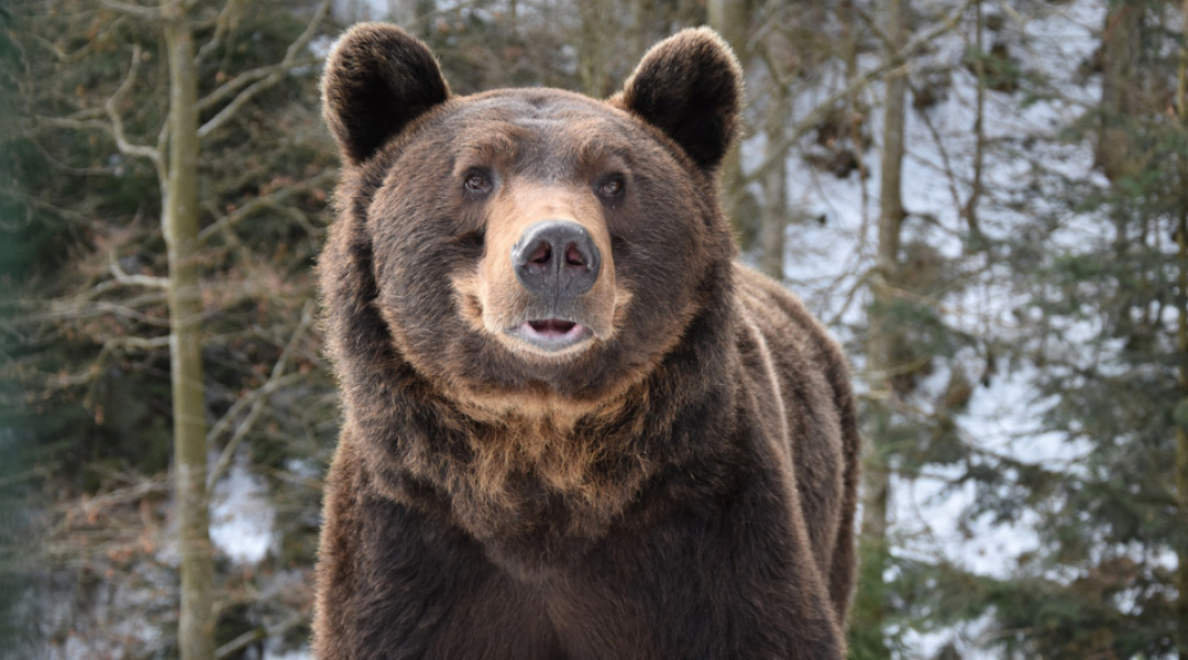У «Синевирі» почали прокидатися бурі ведмеді