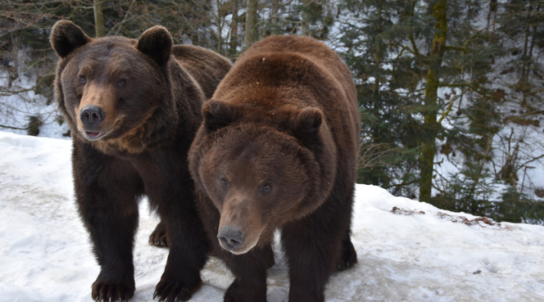 У «Синевирі» почали прокидатися бурі ведмеді