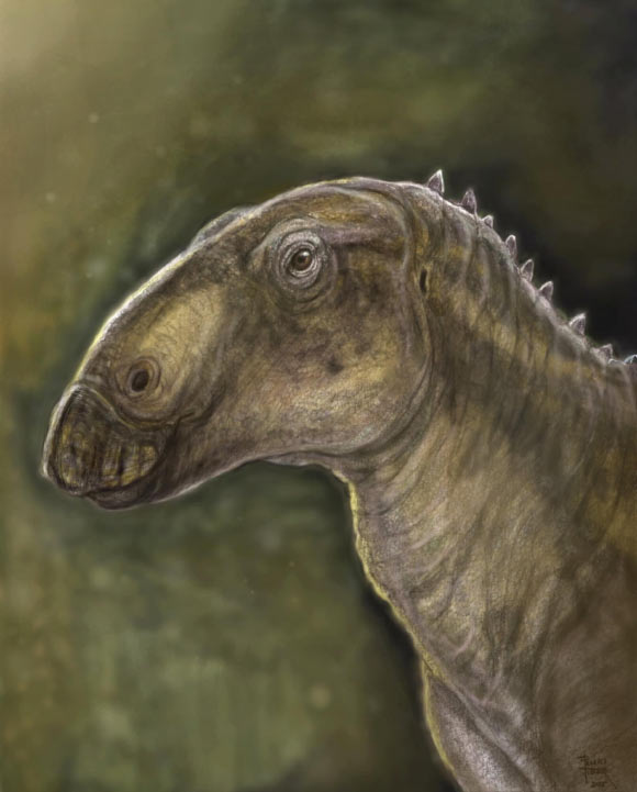 Kryptohadros kallaiae