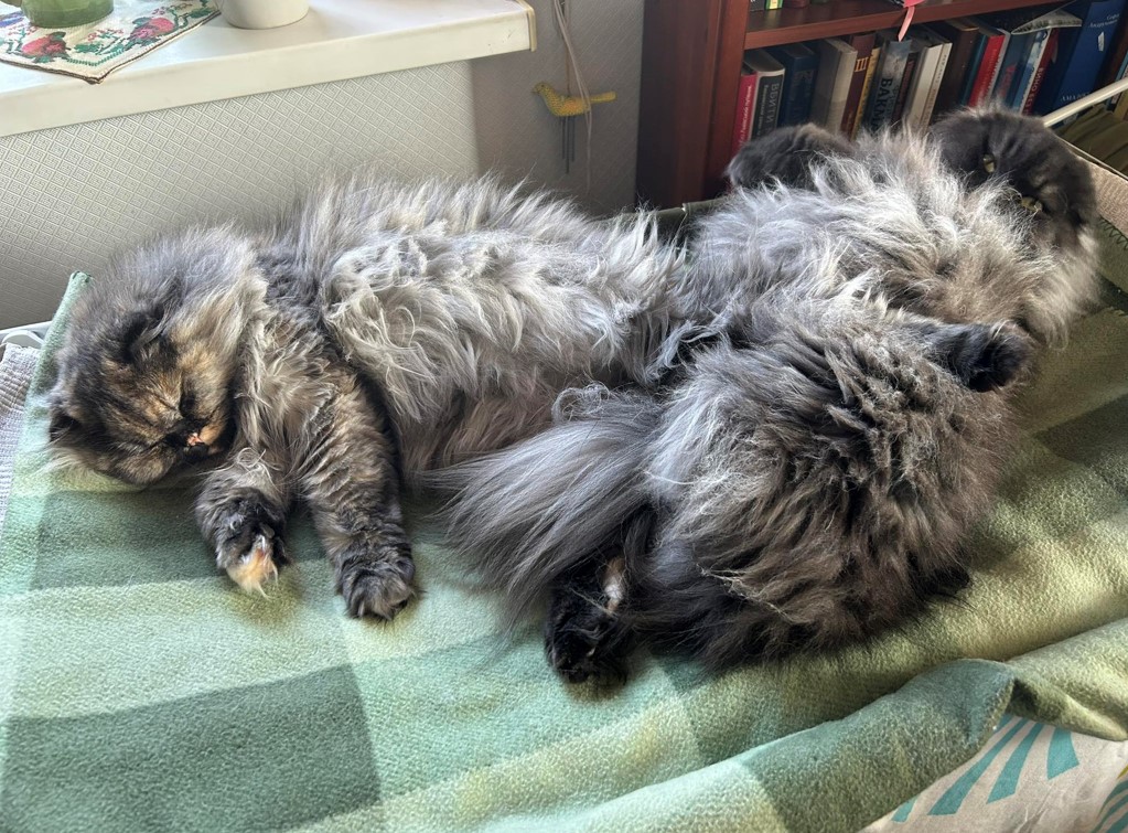 Діденко розповіла про своїх молодих котиків