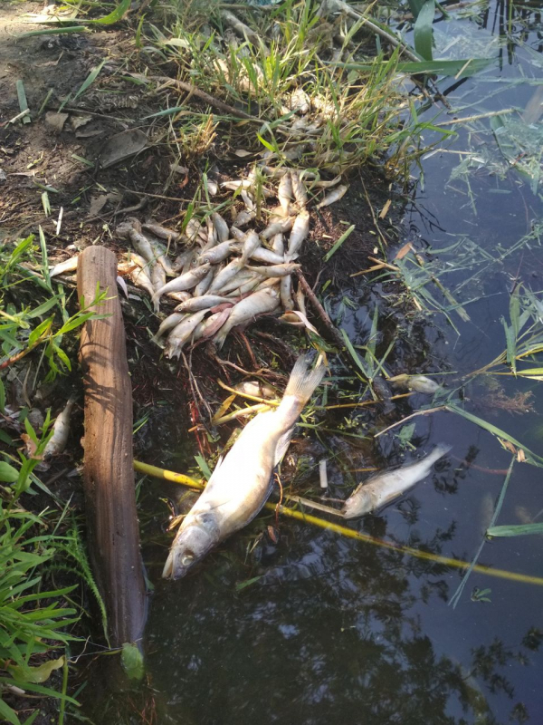 У Кальміусі померли раки і риба, які розкладаються біля берегів