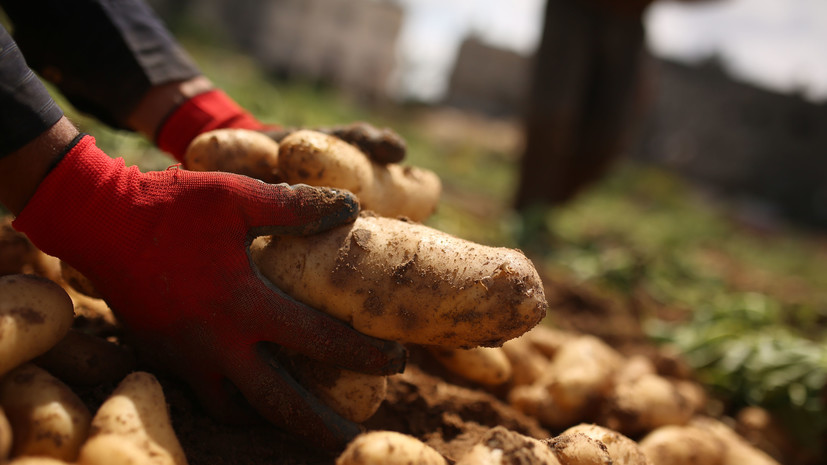 Россия экспортирует картофель в Украину через Беларусь