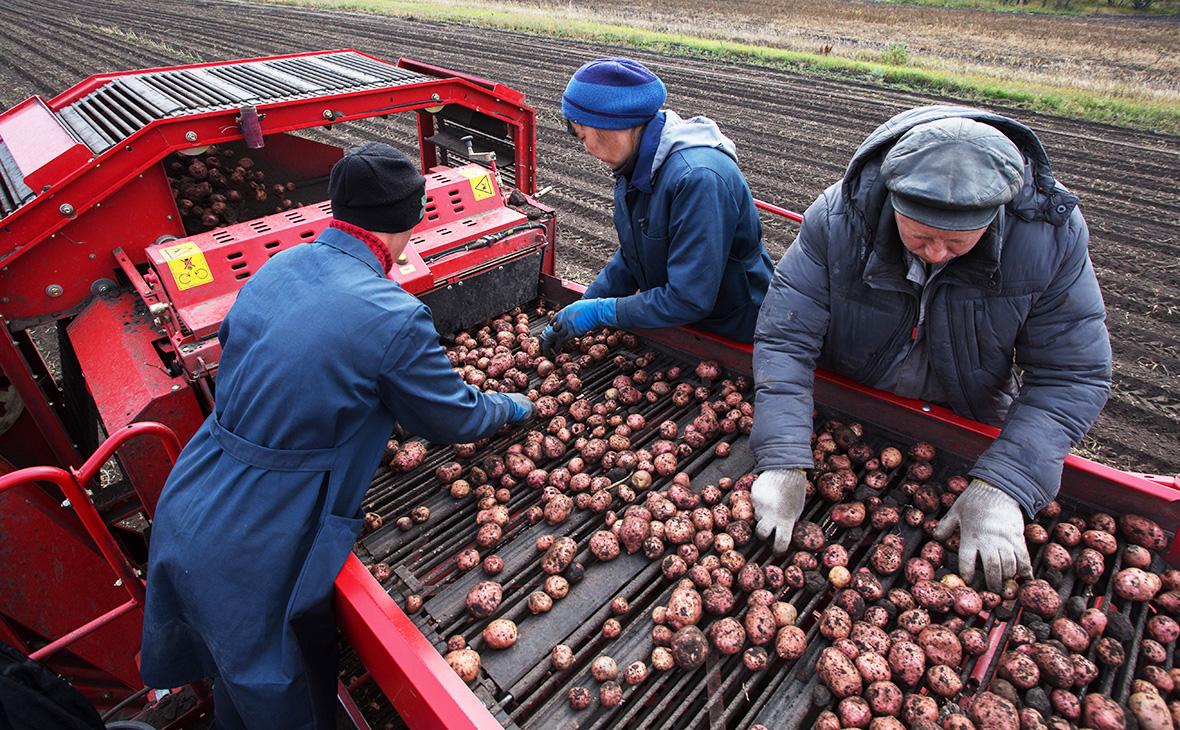 Россия запретила ввоз на свою территорию украинского картофеля. Но Украина в ответ не сделала ничего